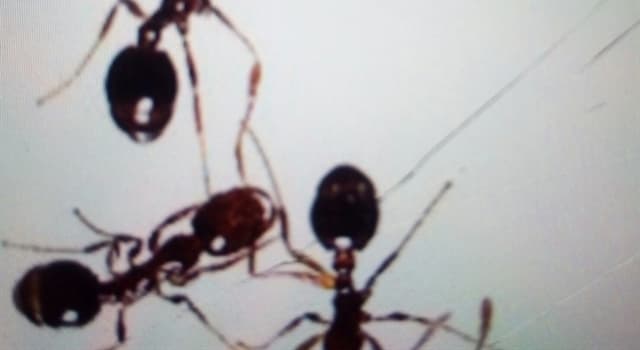 Nature Question: Combien d'estomacs a une fourmi ?