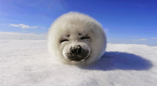 Natura Domande: Come si chiama in inglese un cucciolo di foca?
