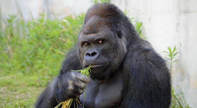 Natura Domande: Come si chiama un gorilla maschio adulto?