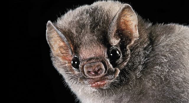 Natura Domande: Come si chiama un gruppo di pipistrelli?