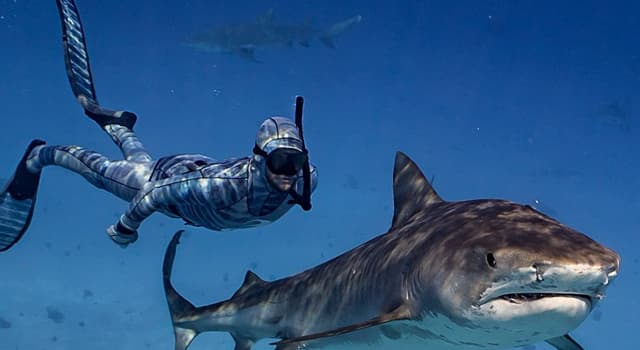 Natura Domande: Cosa aiuta gli squali a cacciare meglio le loro prede?