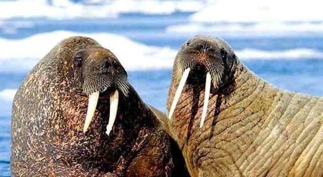 Naturaleza Pregunta Trivia: ¿Cuál es la característica física más distintiva de las morsas?