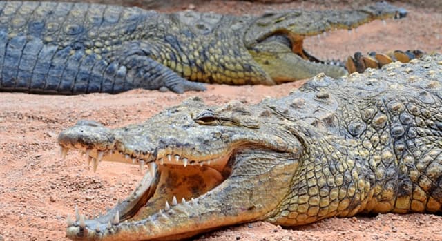 Naturaleza Pregunta Trivia: ¿Cuál es la especie de mayor tamaño entre los cocodrilos que habitan en África?