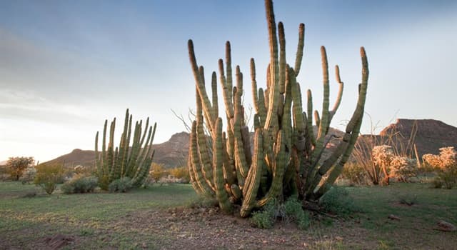 Nature Question: Dans quel pays le cactus en forme de tuyau d'orgue pousse-t-il  ?