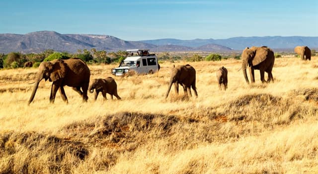 사회 상식 퀴즈: 데이비드 셸드릭 야생동물 재단(David Sheldrick Wildlife Trust)의 코끼리 고아원은 어디에 있는가?