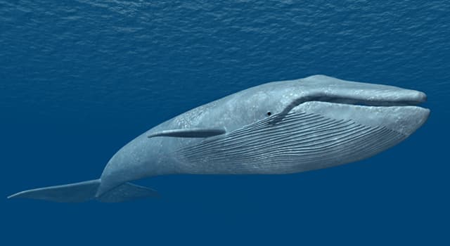 Nature Question: En moyenne, combien de poids un baleineau prend-t-il par jour la première année de sa vie  ?