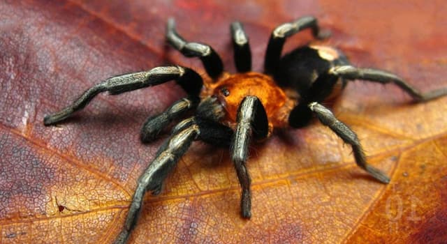 природа Запитання-цікавинка: Де виключно мешкає Сіднейський Воронкова павук?