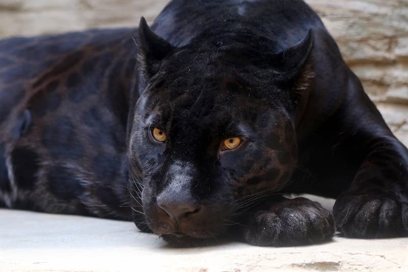 Natur Wissensfrage: Gibt es wirklich schwarze Panther?