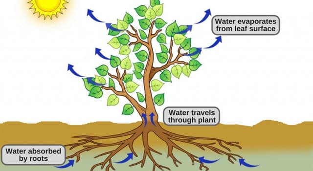 Natuur Trivia Vraag: Hoe heet het proces waarbij planten vocht absorberen via hun wortels?