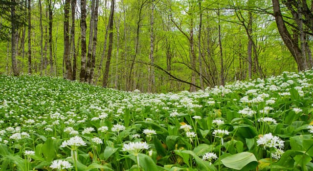 Natuur Trivia Vraag: Hoe wordt de plant Allium ursinum ook wel genoemd?