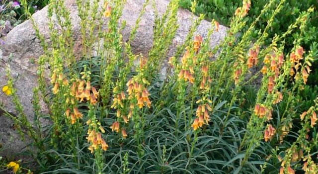 Natuur Trivia Vraag: Hoe wordt de plant Digitalis meestal genoemd?