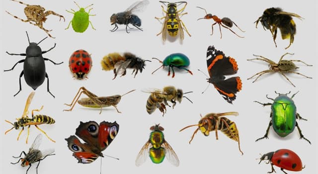 Natura Domande: I tenebrosi sono che tipo di insetti?