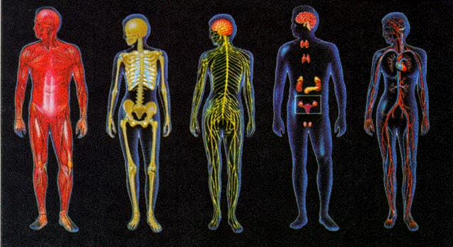 Scienza Domande: Il nucleo caudato si trova in quale organo del corpo?