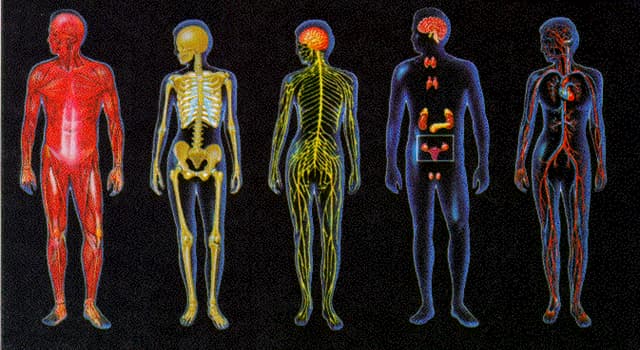 Wetenschap Trivia Vraag: In welk deel van het lichaam bevindt zich de 'caudate nucleus'?