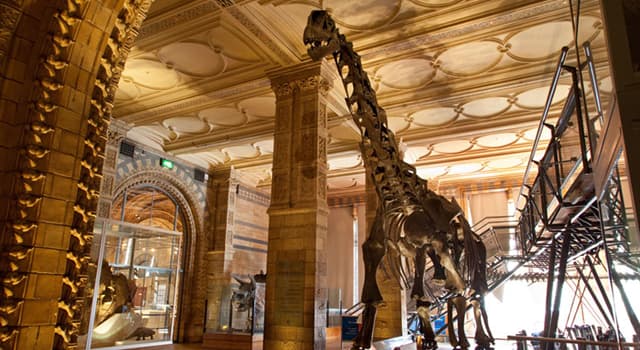 Wetenschap Trivia Vraag: In welk Londens museum bevindt zich The Dinosaurs Gallery ?