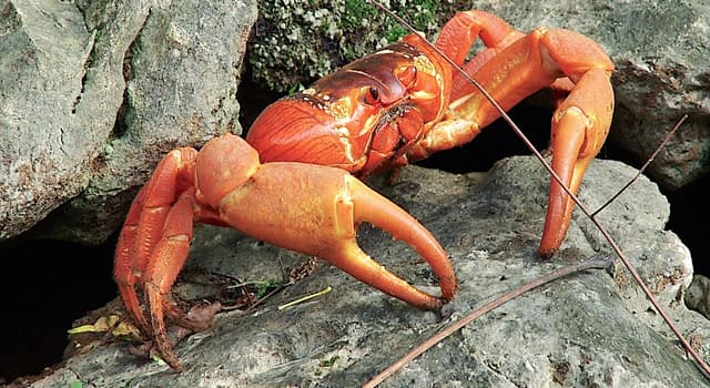 Nature Trivia Question: In which country would you find the red land crab known as "Gecarcoidea Natalis"?