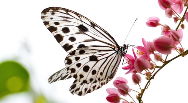 natura Pytanie-Ciekawostka: Jak nazywana jest gromada motyli?