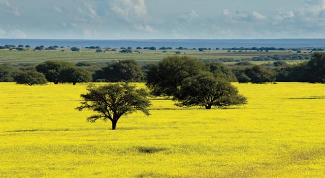 Geografia Pytanie-Ciekawostka: Jak nazywano dużą, bezdrzewną równinę na południe od Amazonki?