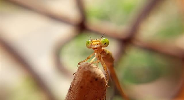 natura Pytanie-Ciekawostka: Jakie owady mają zarówno króla, jak i królową?