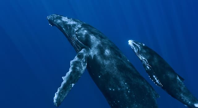 природа Запитання-цікавинка: Яке з ссавців є єдиним серед китоподібних хижаком?