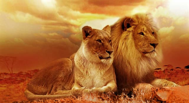 Films et télé Question: Leo le Lion était la mascotte pour quel studio de cinéma ?