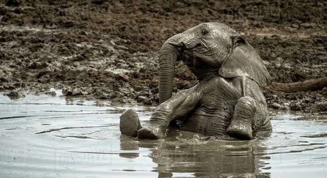 Nature Question: Lequel de ces animaux a l'habitude de prendre des bains de poussière ou de terre  ?