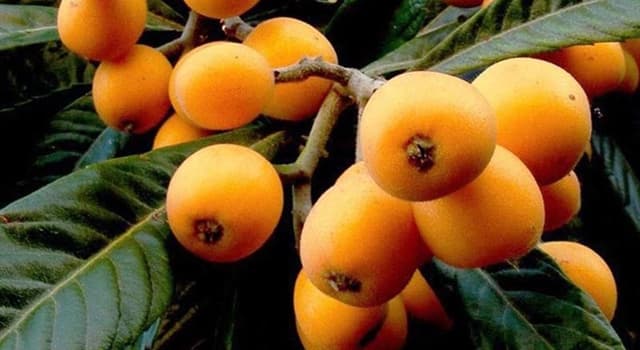 Nature Question: Lequel des mots suivants est l'orthographe correcte de ce fruit ?
