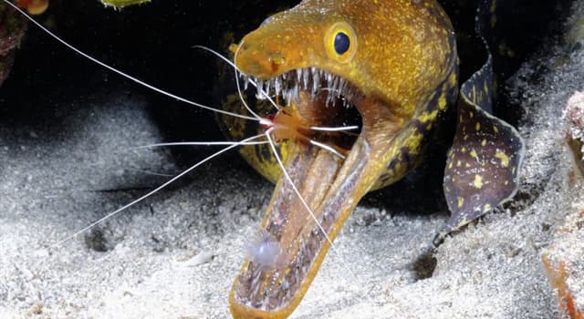 Nature Question: Lequel des types d'anguilles suivants habite le plus grand territoire ?