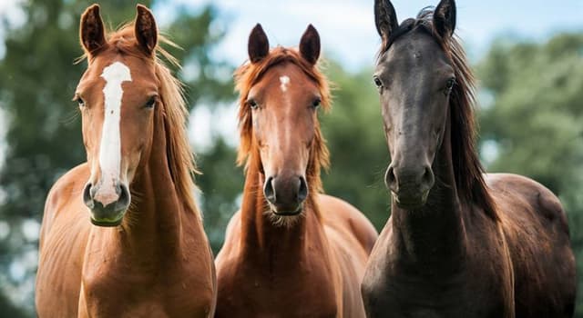 Gesellschaft Wissensfrage: Mit welcher Einheit werden in einigen englischsprachigen Ländern Pferde gemessen?