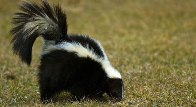 natura Pytanie-Ciekawostka: Na jaką odległość skunks może wydzielić swój specyficzny zapach?