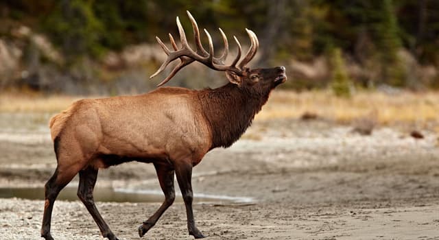 Natuur Trivia Vraag: Naast Oost-Azië, welk continent komt de wapiti vandaan?