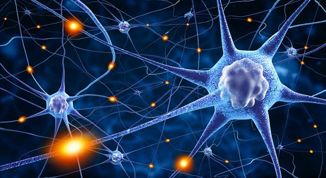 Science Trivia Question: Nerve cells are also known as what?