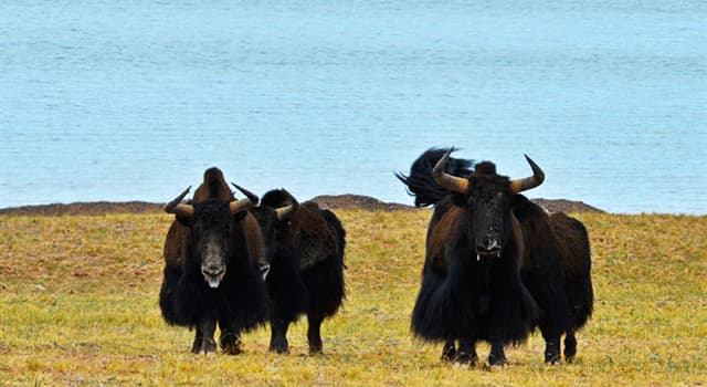Nature Question: Où vivent la plupart des yacks  ?