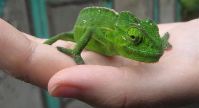 Natura Domande: Perché i camaleonti cambiano colore
