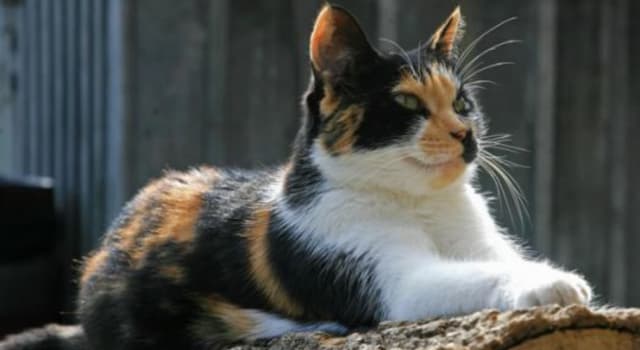 Nature Question: Pourquoi la plupart des chats calicots sont-ils femelles ?