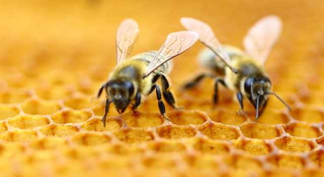 Nature Question: Qu'est-ce que le CCD par rapport aux abeilles ?