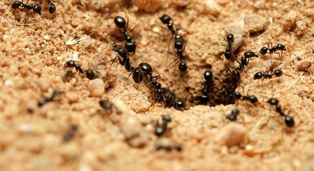 Natura Domande: Qual è il tratto peculiare delle formiche?