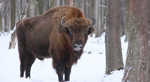 Natura Domande: Qual è la dieta principale del Bisonte Europeo?