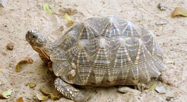 Natura Domande: Qual è la differenza tra una tartaruga e una testuggine?