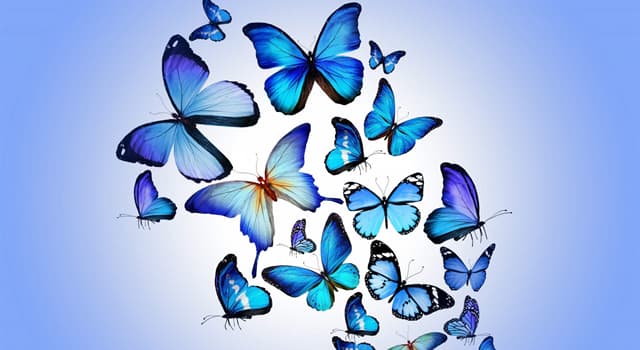 Natura Domande: Qual è la farfalla più grande del mondo?