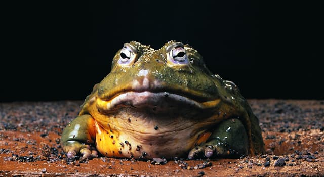 Natura Domande: Qual è la più grande rana vivente sulla Terra?