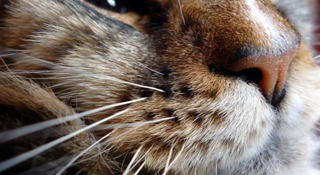 Natura Domande: Qual è un altro nome per i baffi di un animale?