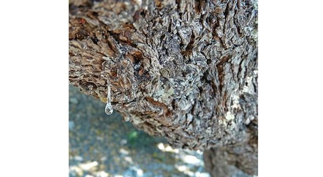 Cultura Domande: Qual era uno degli usi della resina dell'albero del mastice, noto come "lacrime di Chio"?