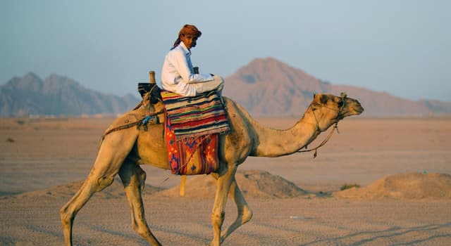 Società Domande: Quale fra questi termini viene generalmente usato per descrivere un nomade arabo?