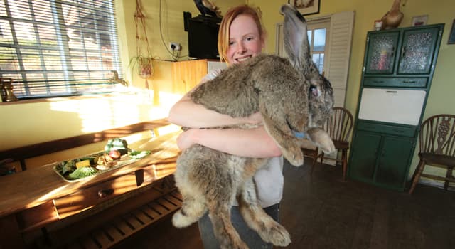 Natura Domande: Quale razza di coniglio è ritenuta essere la più grande della specie?
