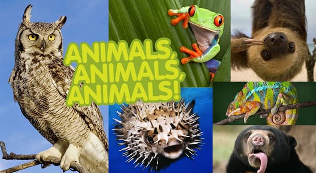Natura Domande: Quale tra i seguenti animali è a sangue freddo?