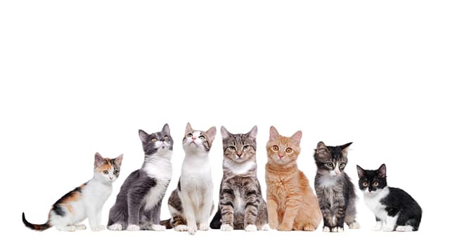 Natura Domande: Quale tra i seguenti non è presente in un gatto Manx?
