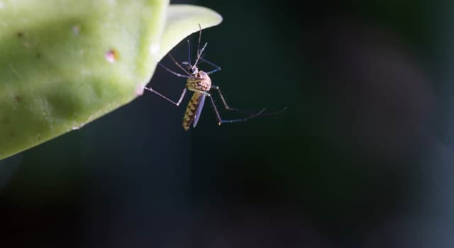 Natura Domande: Quante antenne hanno le zanzare?
