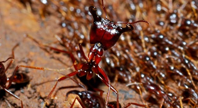 Natura Domande: Quante regine hanno le formiche soldato?