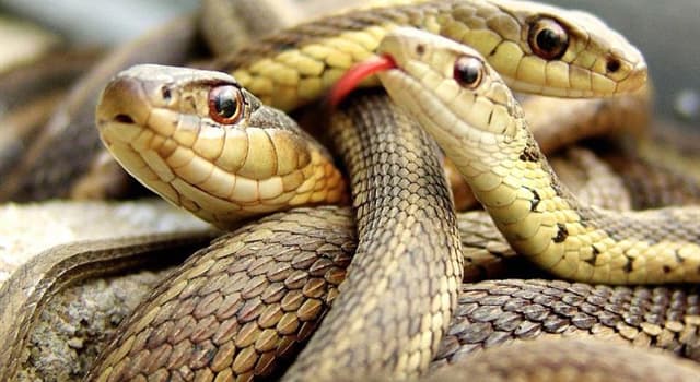 Natura Domande: Quante specie di serpente esistono nel mondo?